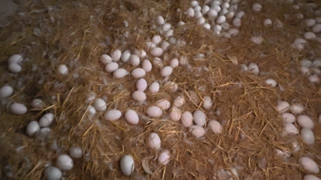 Dense Duck Eggs On Straw
