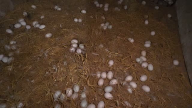Pale Eggs Over Straw Bedding