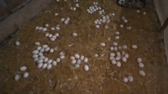Eggs And Basket On Floor