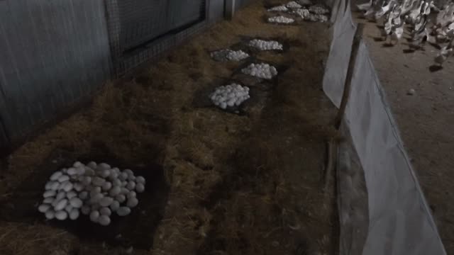 Rows Of Egg Piles In Barn