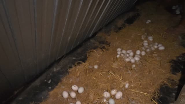 Scattered Eggs On Straw Bed