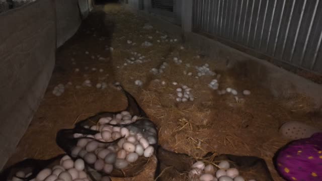 Egg Sacks Along Barn Aisle