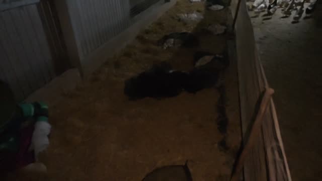 Dark Barn Floor With Ducks