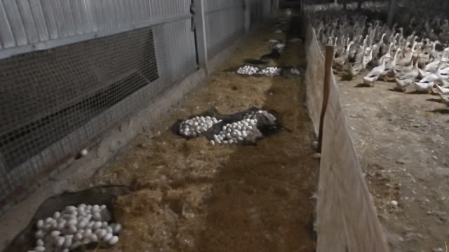 Egg Piles Beside Duck Flock