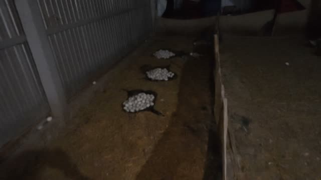 Egg Nests Along Barn Floor
